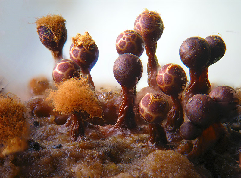 Trichia botrytis
